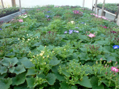 Cvjećarstvo Hadžić Cvjećarstvo Hadžić