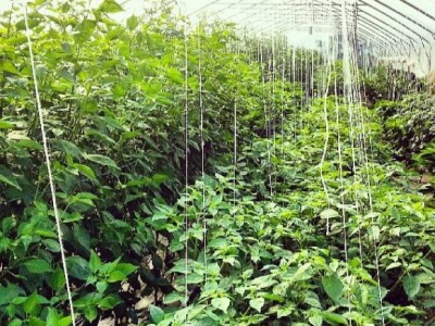 Projekt &quot;Volim ljuto&quot;