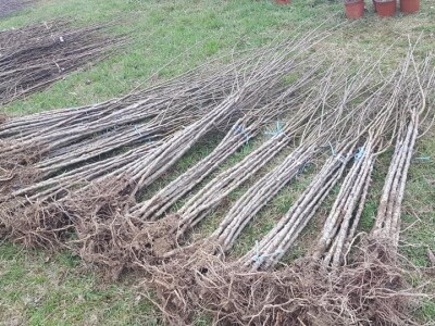 Lješnjak i orašasti plodovi su kulture nove generacije