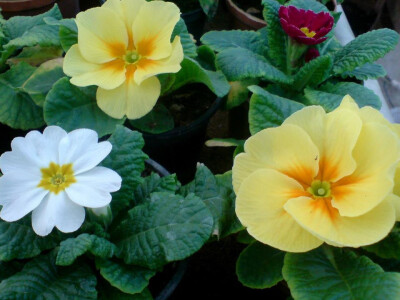 Cvjećarstvo Hadžić Cvjećarstvo Hadžić