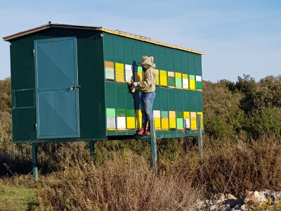 OPG Roguljić u Kučinama proizvodi med i pčelinje proizvode, soparnik, maslinovo ulje i suhe smokve te uzgaja buše