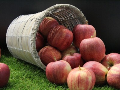 56. Agra u Gornjoj Radgoni otvorila vrata posetiocima