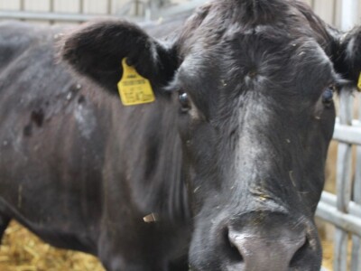 56. Agra u Gornjoj Radgoni otvorila vrata posetiocima