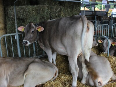 56. Agra u Gornjoj Radgoni otvorila vrata posjetiteljima