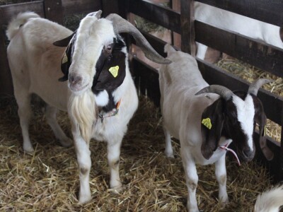 56. Agra u Gornjoj Radgoni otvorila vrata posetiocima