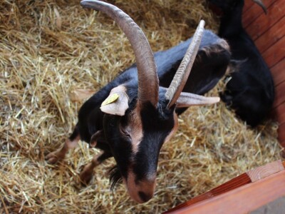 56. Agra u Gornjoj Radgoni otvorila vrata posjetiteljima