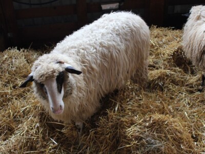 56. Agra u Gornjoj Radgoni otvorila vrata posjetiteljima