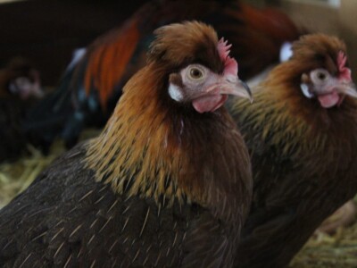 56. Agra u Gornjoj Radgoni otvorila vrata posjetiteljima