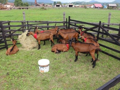 56. Regionalna poljoprivredna izložba i sajam u Rogatici