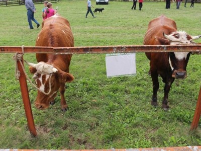 56. Regionalna poljoprivredna izložba i sajam u Rogatici