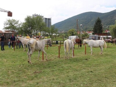 56. Regionalna poljoprivredna izložba i sajam u Rogatici