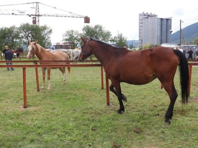 56. Regionalna poljoprivredna izložba i sajam u Rogatici