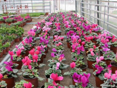 Cvjećarstvo Hadžić Cvjećarstvo Hadžić