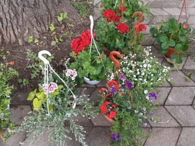 57. Floraart na Bundeku
