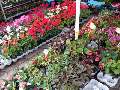 57. Floraart na Bundeku
