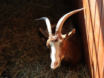 57. međunarodni poljoprivredno-prehrambeni sajam AGRA 2019