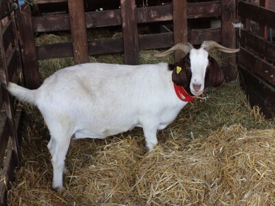 57. međunarodni poljoprivredno-prehrambeni sajam AGRA 2019
