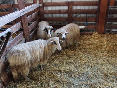 57. međunarodni poljoprivredno-prehrambeni sajam AGRA 2019