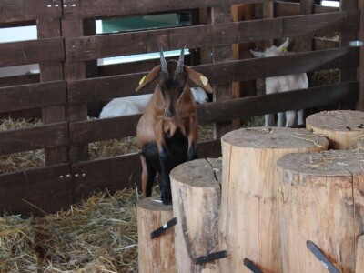 57. međunarodni poljoprivredno-prehrambeni sajam AGRA 2019