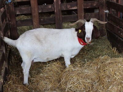 57. međunarodni poljoprivredno-prehrambeni sajam AGRA 2019
