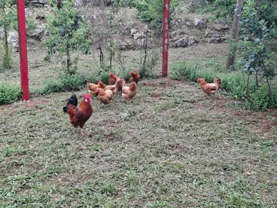 OPG Mario Lagator - žetva lavande