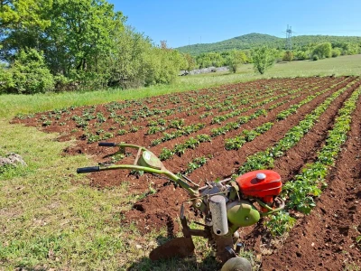 OPG Mario Lagator - žetva lavande