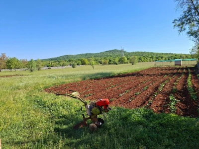OPG Mario Lagator - žetva lavande