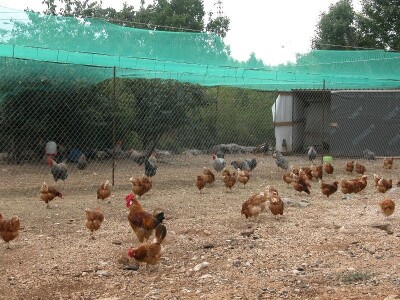 Detalj farme OPG Mirjana Strizirep u Koprivnu Detalj farme OPG Mirjana Strizirep u Koprivnu