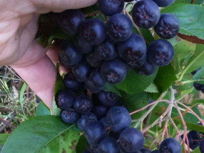 Srebrna medalja za kvalitet likera od aronije