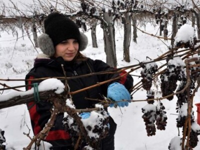 Ledena berba na obroncima Krndije