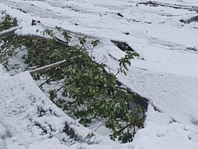 Snijeg prekrio mladice