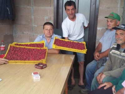 Berba malina u zadruzi &quot;Agro eko voće&quot;