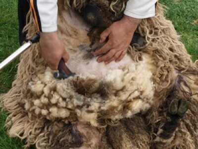 Bowenova tehnika šišanja ovaca