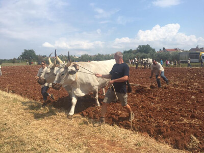 5. Županijsko natjecanje u oranju Istarske županije i 2. Županijsko natjecanje u oranju volovskim zapregama