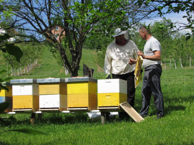 Dario pokazuje mladom pčelaru