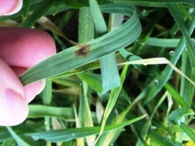 Helminthosporium sp. na ječmu, Šljivoševci, 02.02.2015