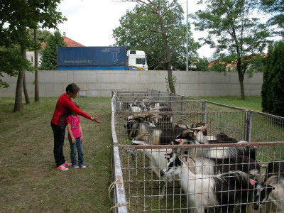 Kolekcija hrvatske šarene koze