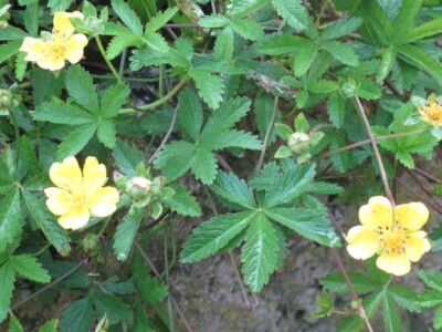 Puzava petoprsta (Potentilla reptans) sliči cvijetu lažne jagode, ali su joj listovi građeni od 5 prstiju Puzava petoprsta (Potentilla reptans) sliči cvijetu lažne jagode, ali su joj listovi građeni od 5 prstiju