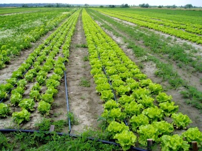 Uzgoj salate na otvorenom