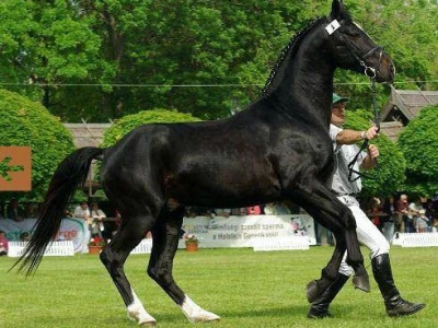 Pastuh
