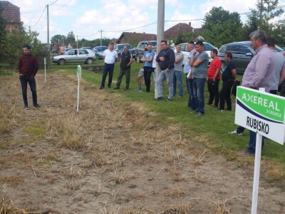 Axereal dan polja pšenice u Čađavici