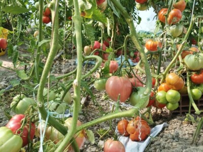 Greške u proizvodnji paradajza