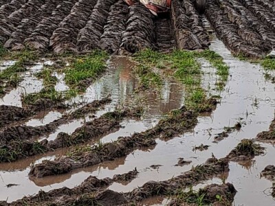 68. Svjetsko natjecanje u oranju