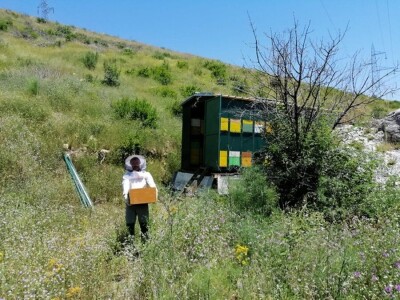 OPG Roguljić u Kučinama proizvodi med i pčelinje proizvode, soparnik, maslinovo ulje i suhe smokve te uzgaja buše