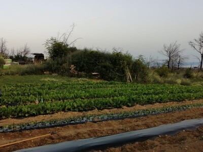 OPG Roguljić u Kučinama proizvodi med i pčelinje proizvode, soparnik, maslinovo ulje i suhe smokve te uzgaja buše