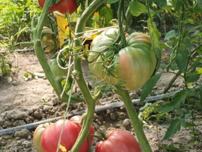 Greške u proizvodnji paradajza