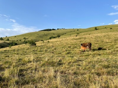 Tešija … ne objaviti još