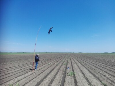 Sa terena - SCARYBIRD razno
