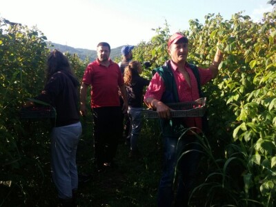 Berba malina u zadruzi &quot;Agro eko voće&quot;