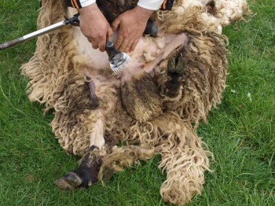 Bowenova tehnika šišanja ovaca